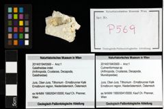 Foto (Objekt + Etiketten) von Culmenformosa sp. 